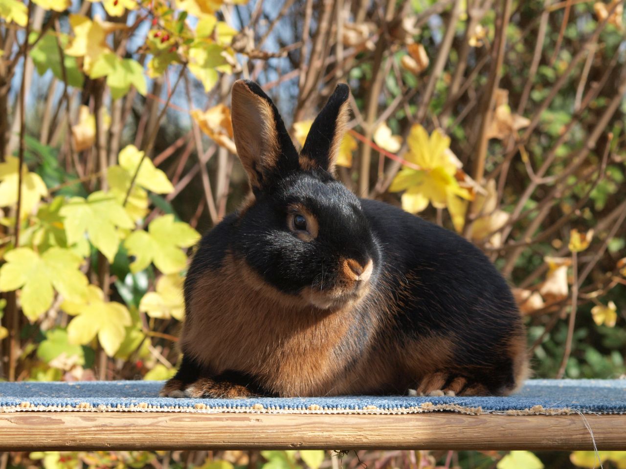 1 0 Loh schwarz (KNr 58)